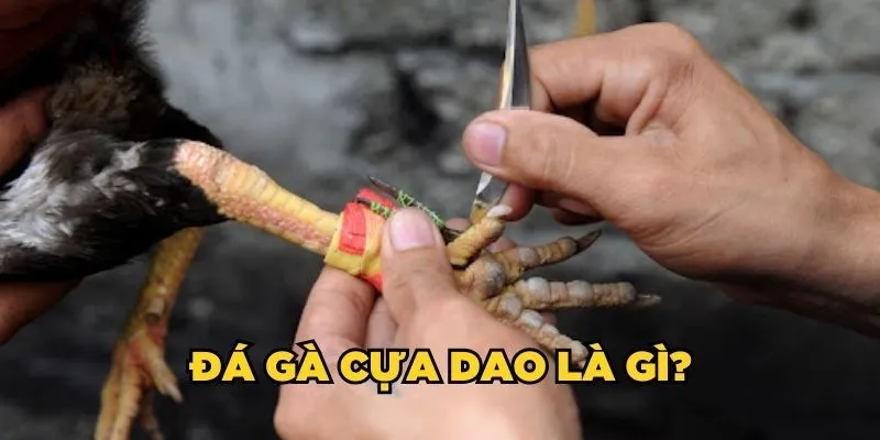 Làm rõ đá gà cựa dao là gì